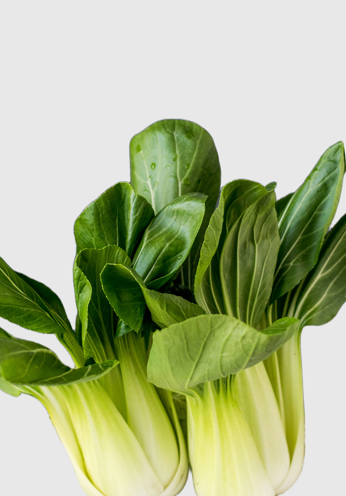 Bok Choy
